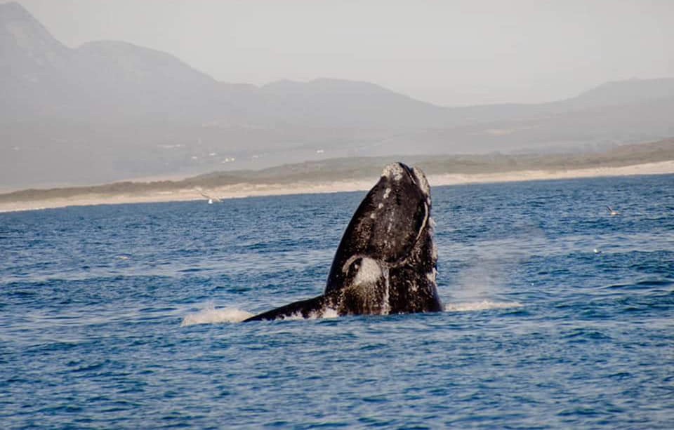 October Welcomes the Giants of Walker Bay