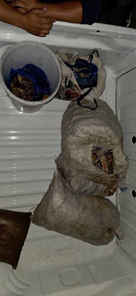 Crayfish haul worth over half a million rand Recovered in Hawston 2