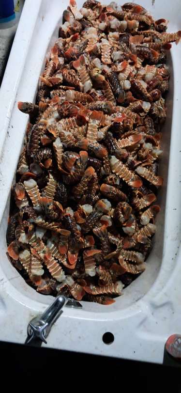 Crayfish haul worth over half a million rand Recovered in Hawston
