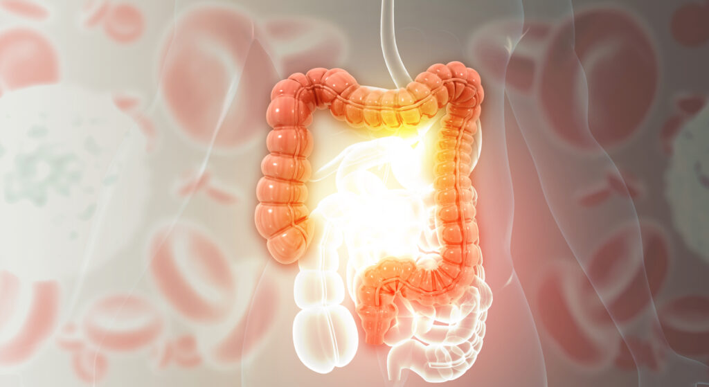 Human Colon Anatomy