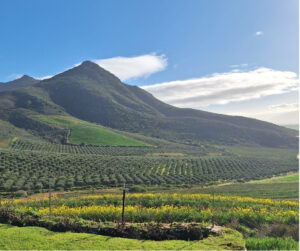 Scenic Western Cape agricultural landscape with green fields and mountains