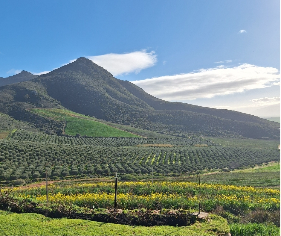 Scenic Western Cape agricultural landscape with green fields and mountains