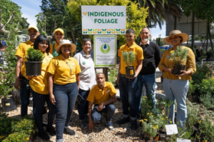 Water-wise gardening in Cape Town – Stodels Bellville team in the indigenous plant section